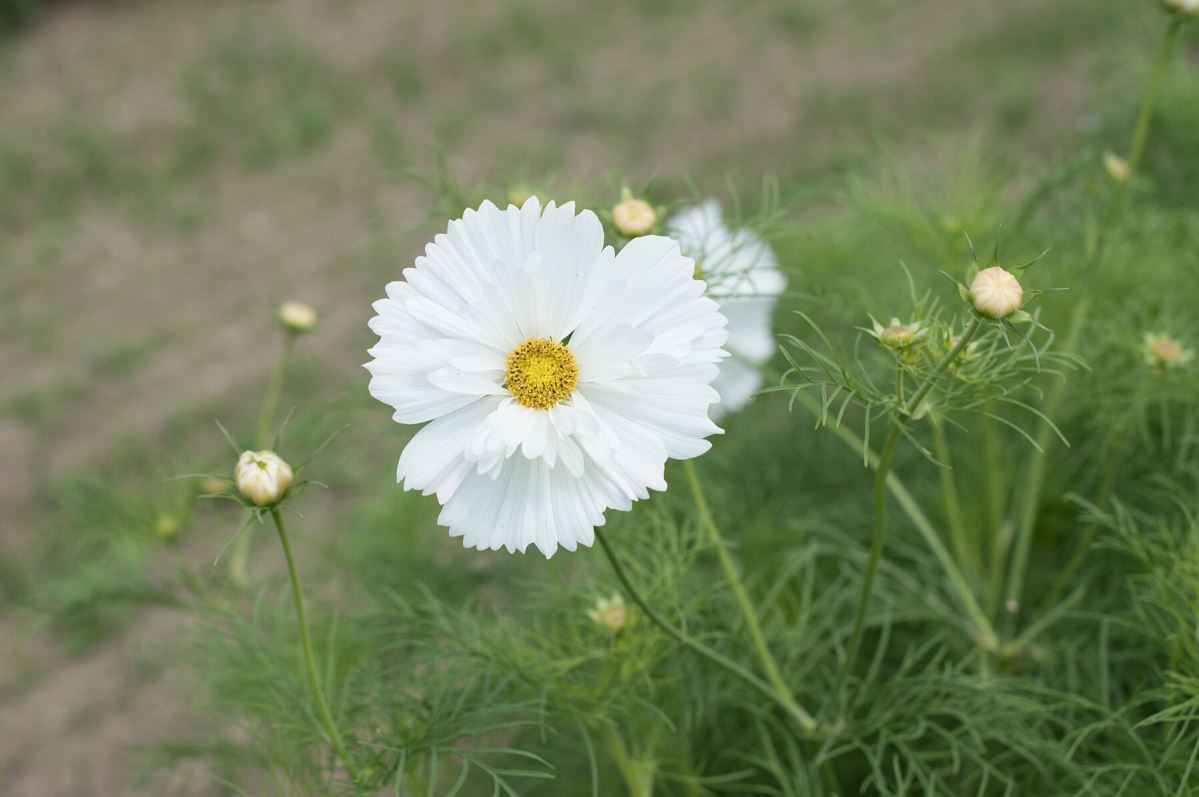 Fizzy White – Cosmos Seed